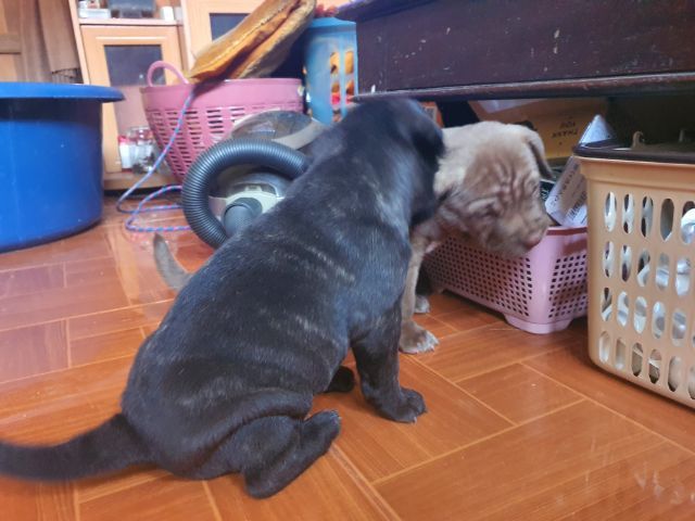 ลูกสุนัขบูลลี่  ผสม พ่อลาบาดอร์ แม่บูลลี่พอกเก็ต รูปที่ 5