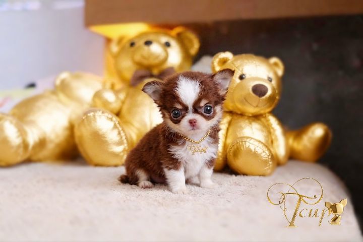 🇹🇭T-cup(Tcupsweethome) รูปที่ 2