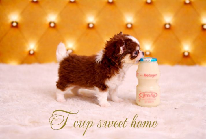 🇹🇭T-cup(Tcupsweethome) รูปที่ 4