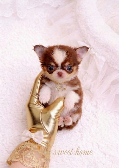 🇹🇭T-cup(Tcupsweethome) รูปที่ 3