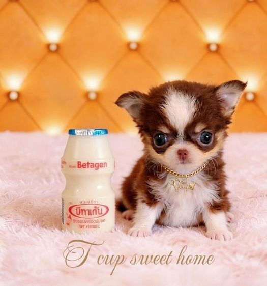 🇹🇭T-cup(Tcupsweethome)