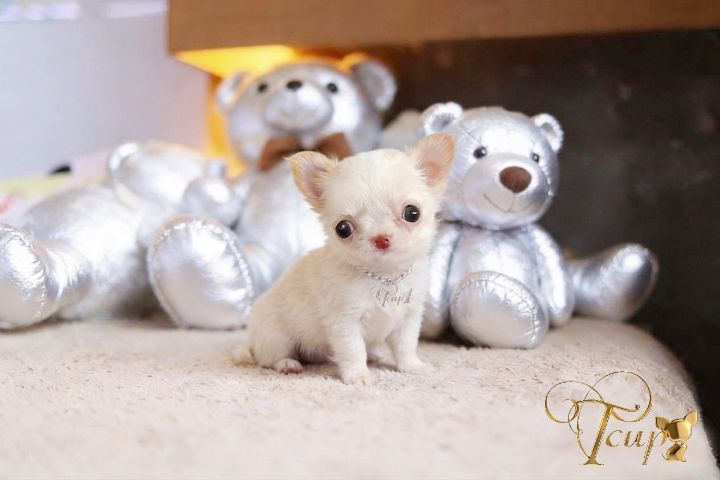 🇹🇭T-cup(ทีคัพสวีทโฮม) รูปที่ 3