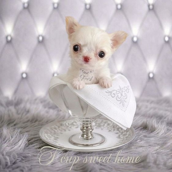 🇹🇭T-cup(ทีคัพสวีทโฮม)