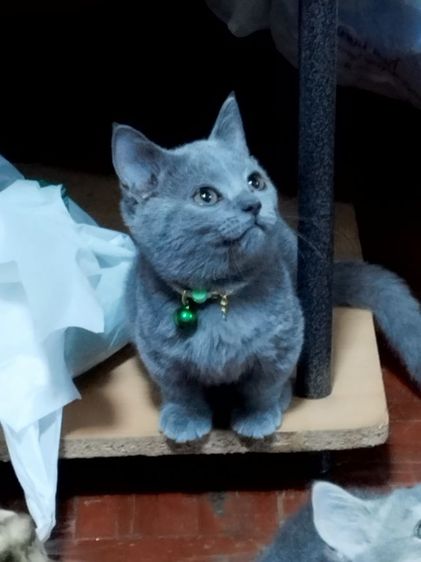 มันช์กิ้น บูล รูปที่ 4