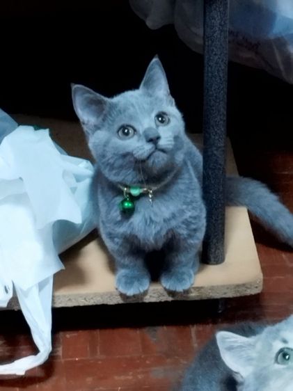 มันช์กิ้น บูล รูปที่ 5