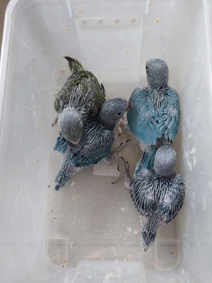 ลูกป้อนริงเน็ค