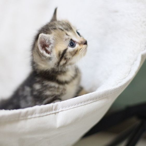 ลูกแมว สก็อตติช รูปที่ 15