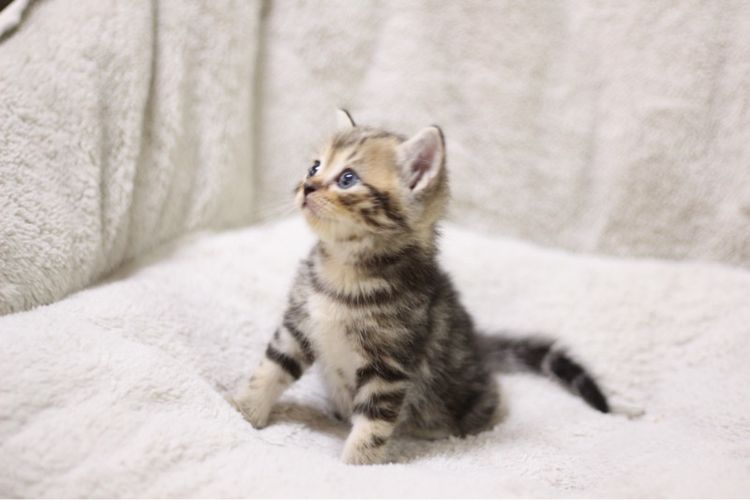 ลูกแมว สก็อตติช รูปที่ 2