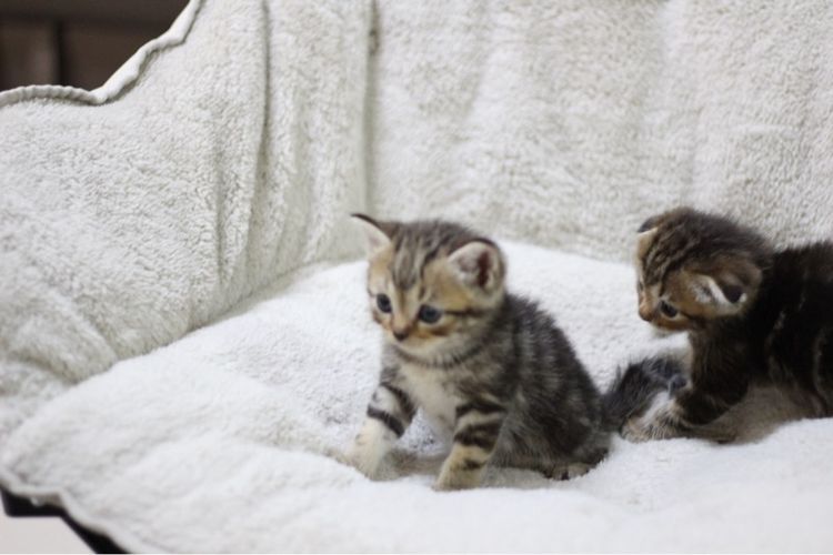 ลูกแมว สก็อตติช รูปที่ 7