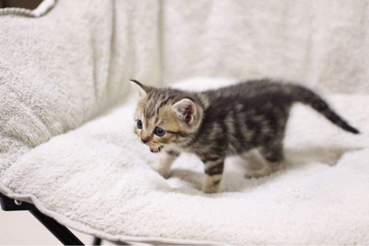 ลูกแมว สก็อตติช รูปที่ 13