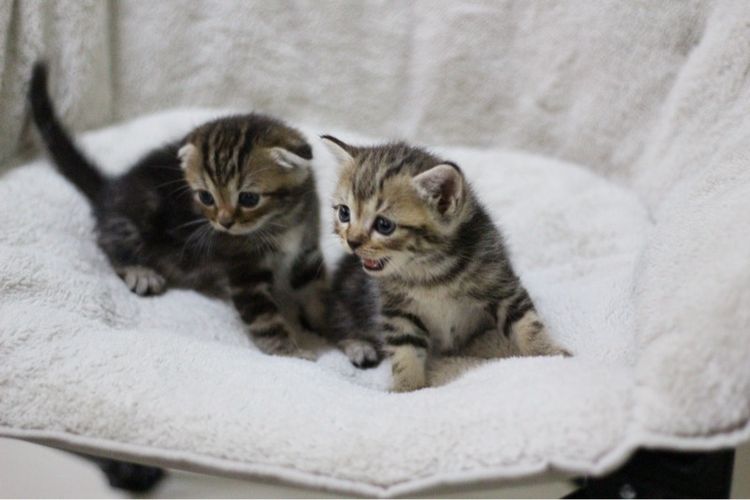 ลูกแมว สก็อตติช รูปที่ 11