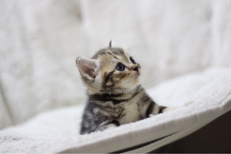 ลูกแมว สก็อตติช รูปที่ 10