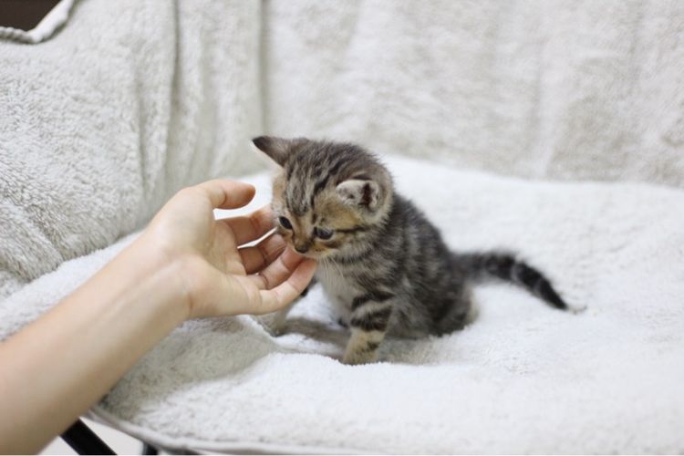 ลูกแมว สก็อตติช รูปที่ 12