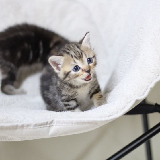 ลูกแมว สก็อตติช รูปที่ 14