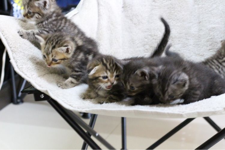 ลูกแมว สก็อตติช รูปที่ 5