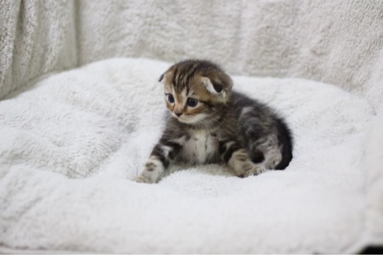 ลูกแมว สก็อตติช