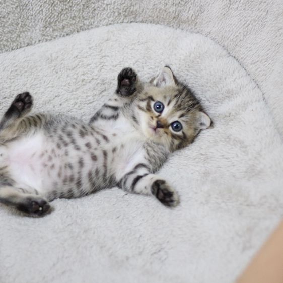 ลูกแมว สก็อตติช