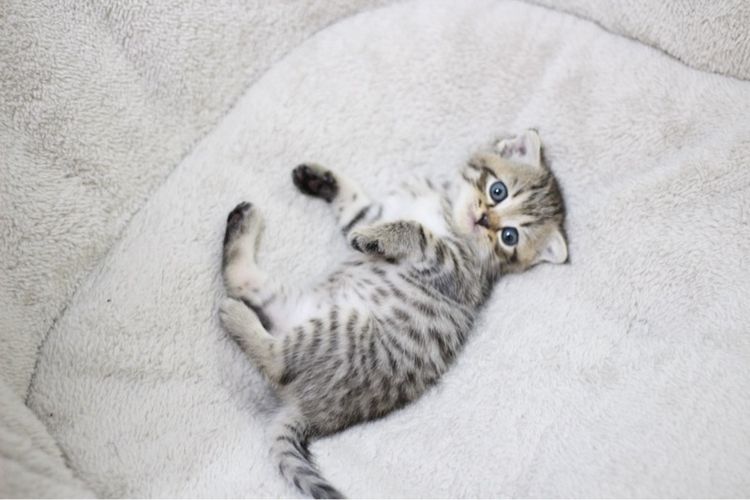 ลูกแมว สก็อตติช รูปที่ 12