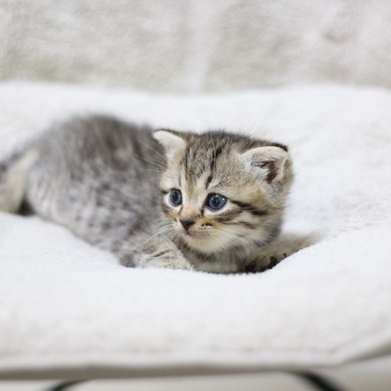 ลูกแมว สก็อตติช รูปที่ 8