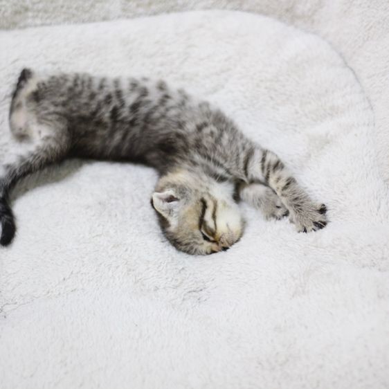 ลูกแมว สก็อตติช รูปที่ 4