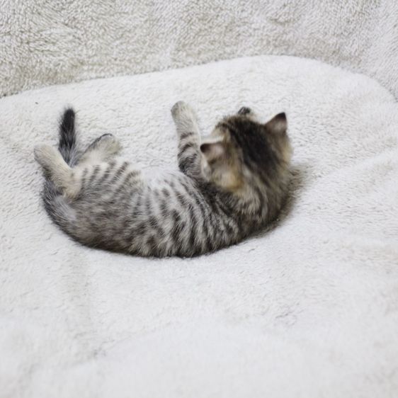 ลูกแมว สก็อตติช รูปที่ 11