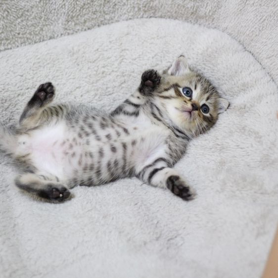 ลูกแมว สก็อตติช รูปที่ 3