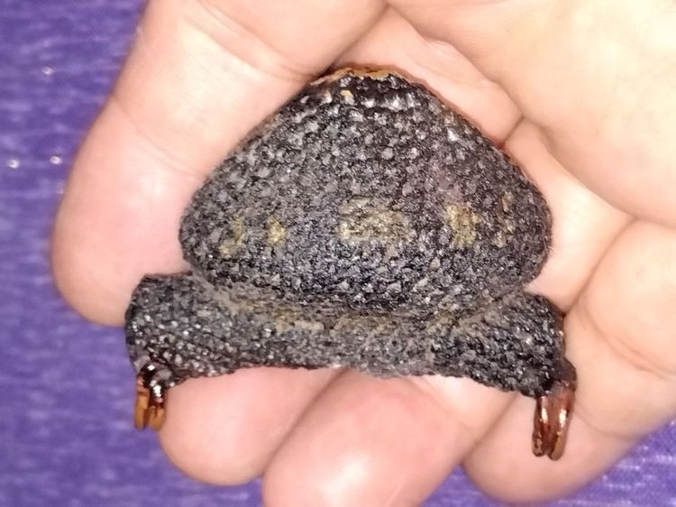 เบี้ยแก้ หลวงปู่เจือ วัดกลางบางแก้ว นครปฐม ปี 2548 ตอกโค้ด จารมือ ฝังตะกรุดยาวประมาณ 1.5 นิ้ว ถักเชือกดำ ปิดทอง สภาพสวยเก่าเก็บ ไม่ผ่านการใช