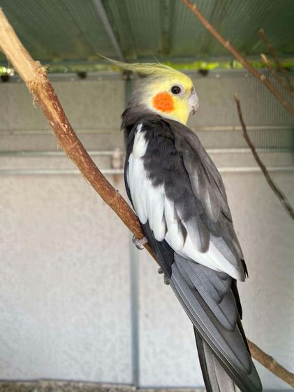 นก