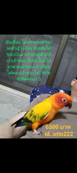 ซันคอนัวร์