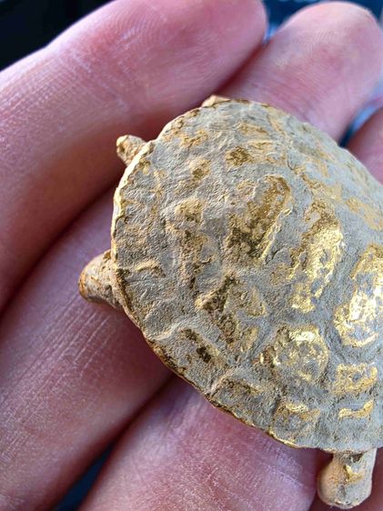 ของสะสมของเก่าโบราณ เต่า เดิมๆ สีทอง หนักๆ  สวยหายาก ขายตามสภาพ พร้อมส่งครับ รูปที่ 2