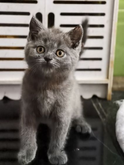 ดช บริทิช ช็อทแฮร์ เทา บลู รูปที่ 5