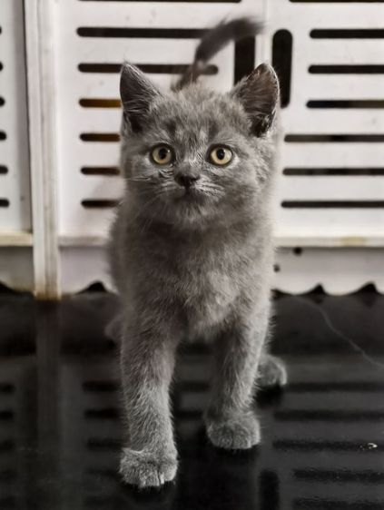 ดช บริทิช ช็อทแฮร์ เทา บลู รูปที่ 9