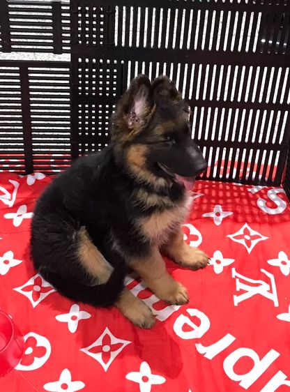 ลูกสุนัขเยอรมัน เชพเพิร์ด(อัลเซเชี่ยน)สายพันธุ์แท้โครงสร้างใหญ่ๆ พ่อแน่นล่ำ แม่สวย จากkankarnclub มีจัดส่งทั่วประเทศ กันย์เจ้าเก่าครับ รูปที่ 3