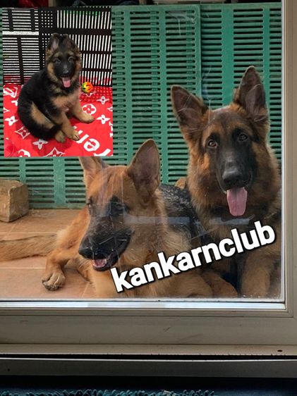เยอรมันเชพเพิร์ด (German Shepherd) ลูกสุนัขเยอรมัน เชพเพิร์ด(อัลเซเชี่ยน)สายพันธุ์แท้โครงสร้างใหญ่ๆ พ่อแน่นล่ำ แม่สวย จากkankarnclub มีจัดส่งทั่วประเทศ กันย์เจ้าเก่าครับ