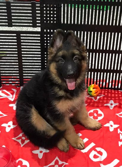 ลูกสุนัขเยอรมัน เชพเพิร์ด(อัลเซเชี่ยน)สายพันธุ์แท้โครงสร้างใหญ่ๆ พ่อแน่นล่ำ แม่สวย จากkankarnclub มีจัดส่งทั่วประเทศ กันย์เจ้าเก่าครับ รูปที่ 2