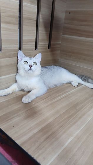 แมวสก้อตติช สีซิลเวอร์ เพศผู้ อายุ8เดือน ยังไม่ทำหมัน ทำวัคซีนแล้ว ก่อนย้ายตรวจหัดแมวฟรีรับประกันเอดส์แมวกับรูคีเมียคะ