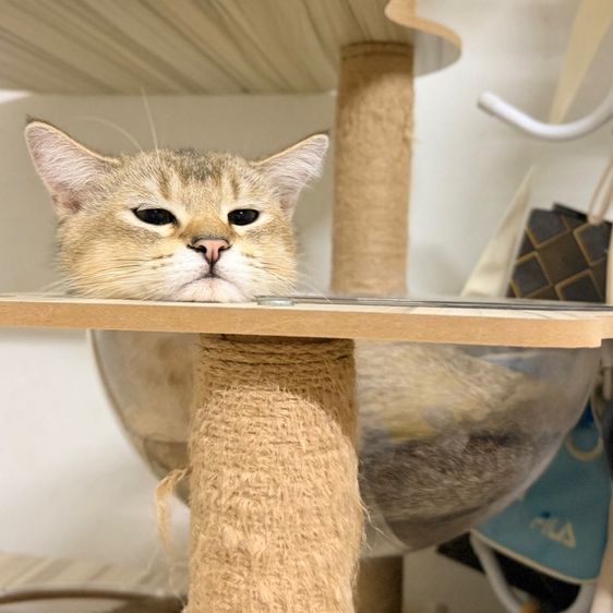 บริติชชายแบ่งเลี้ยง 5 เดือน