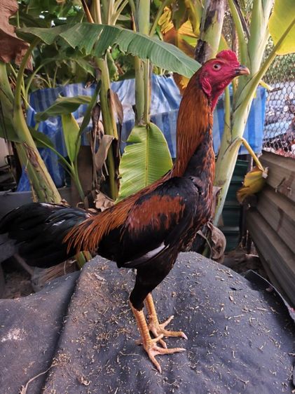 แบ่งไก่หนุ่ม อายุ 6-7 เดือน  นน.2.3 ลองโฉบๆไป5นาทีเป็นไก่มีแข้งหน้าชอบหน้าคาง(มีคลิป) สนใจสอบถามต่อลองได้ครับ