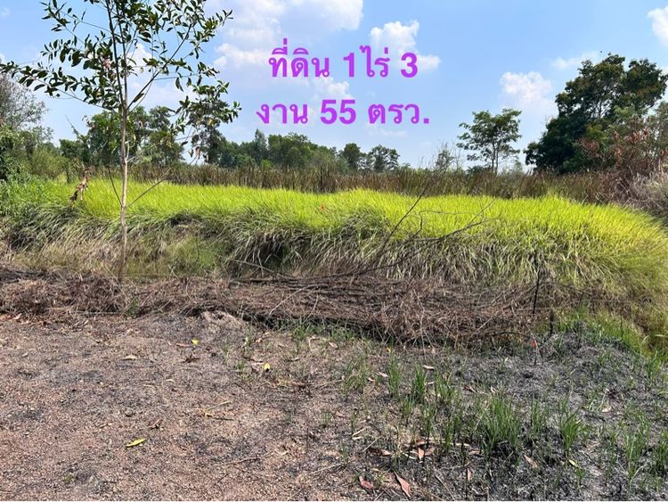 ไม่ใช่ ที่ดินลำลูกกาคลอง13 รูปที่ 4