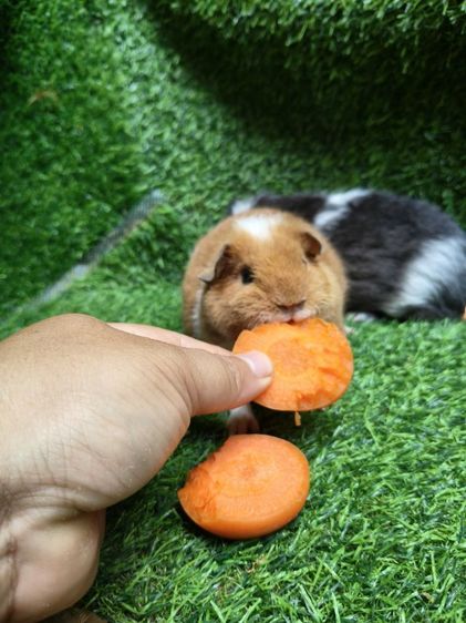 ลูกแกสบี้นำเข้ามาจากเวียดนาม