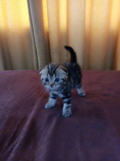 เเมวสก๊อตติชโฟ