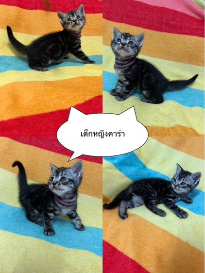 อเมริกัน ชอร์ตแฮร์ (American Shorthair) น้องแมวอเมริกันชอตแฮร์