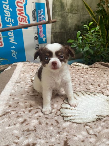 ชิวาว่าขนยาว รูปที่ 5