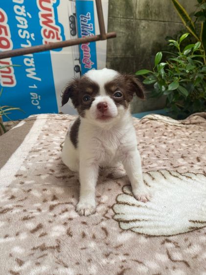 ชิวาว่าขนยาว รูปที่ 6