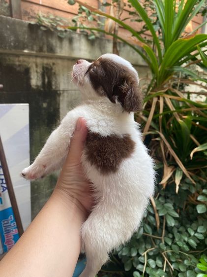 ชิวาว่าขนยาว รูปที่ 9