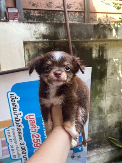 ชิวาว่าขนยาว รูปที่ 2