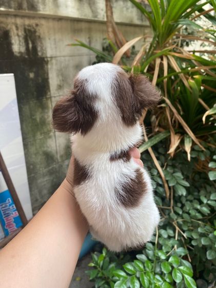 ชิวาว่าขนยาว รูปที่ 10