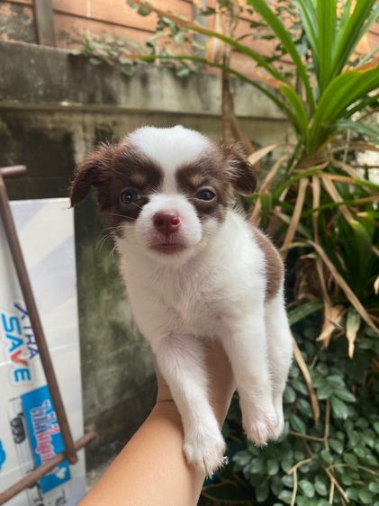 ชิวาว่าขนยาว รูปที่ 8