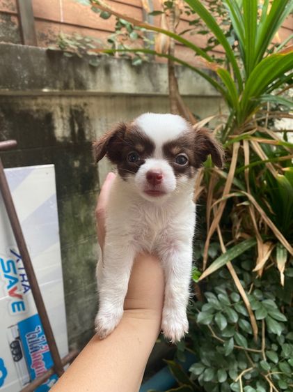 ชิวาว่าขนยาว รูปที่ 7