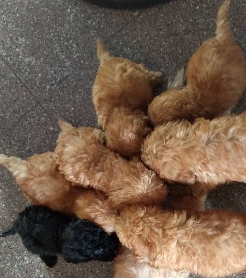 🐶 เบบี้พุดเดิ้ล รูปที่ 7